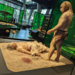 Forme di intelligenza